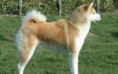 Akita Inu
